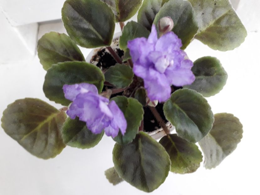  - RS Barkhatnyi Nariad