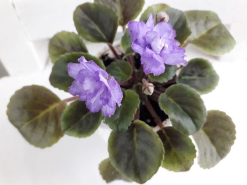  - RS Barkhatnyi Nariad