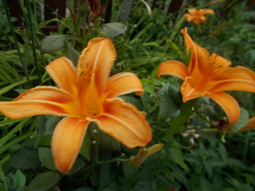  - Hemerocallis 2019