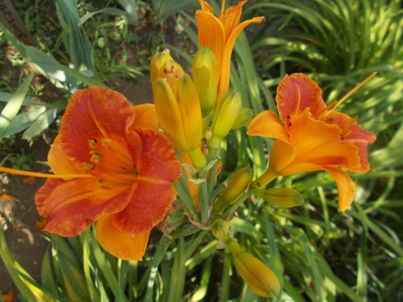 MY MELINDA - Hemerocallis 2019