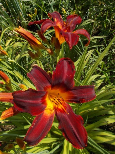 CAREY QUEEN - Hemerocallis 2019