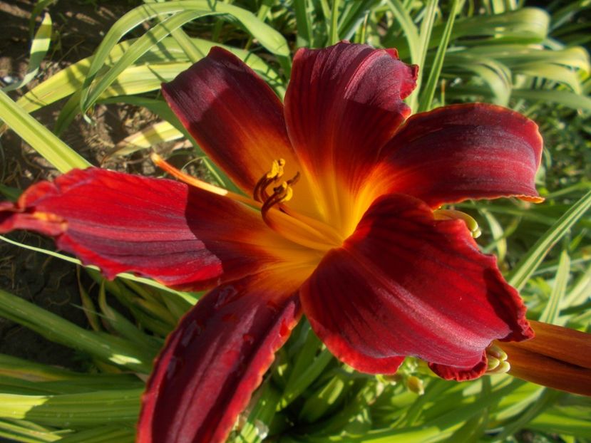  - Hemerocallis 2019