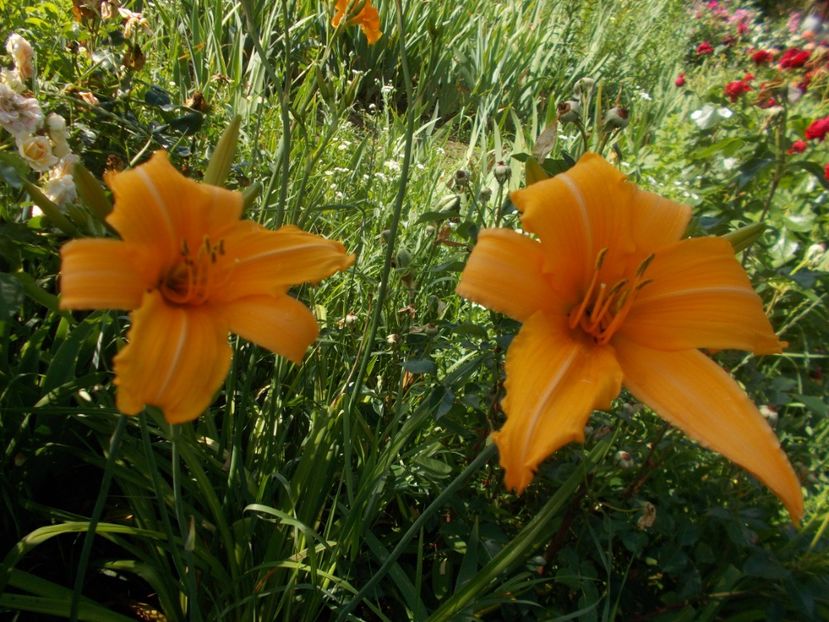  - Hemerocallis 2019