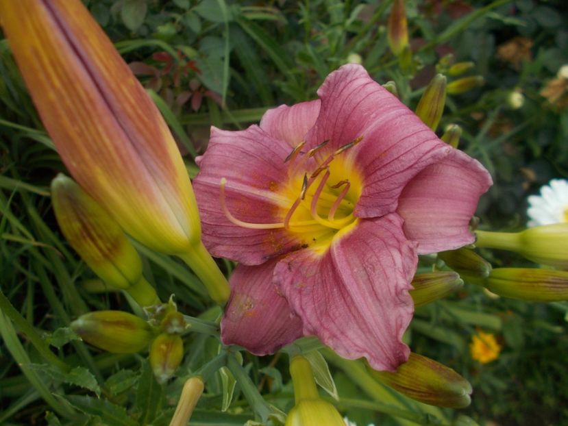  - Hemerocallis 2019