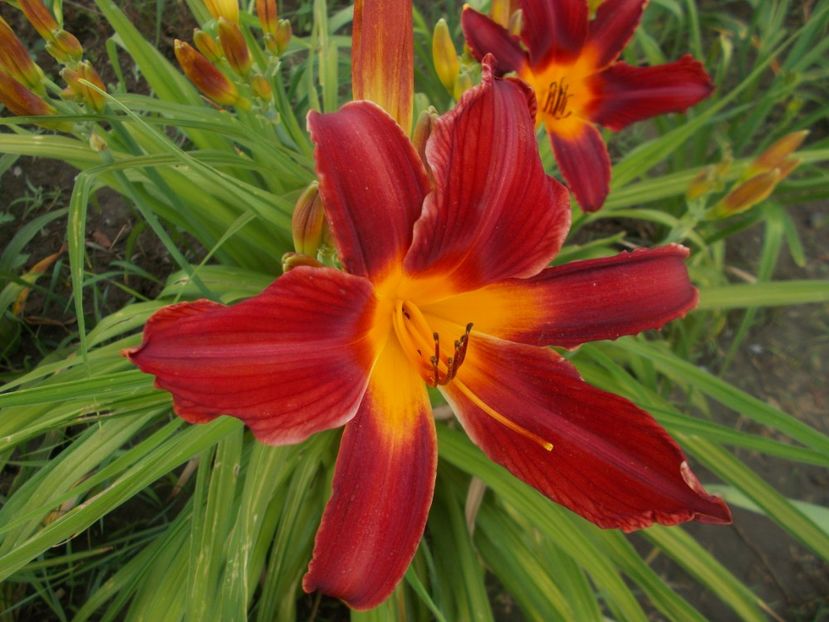 CAREY QUEEN - Hemerocallis 2019