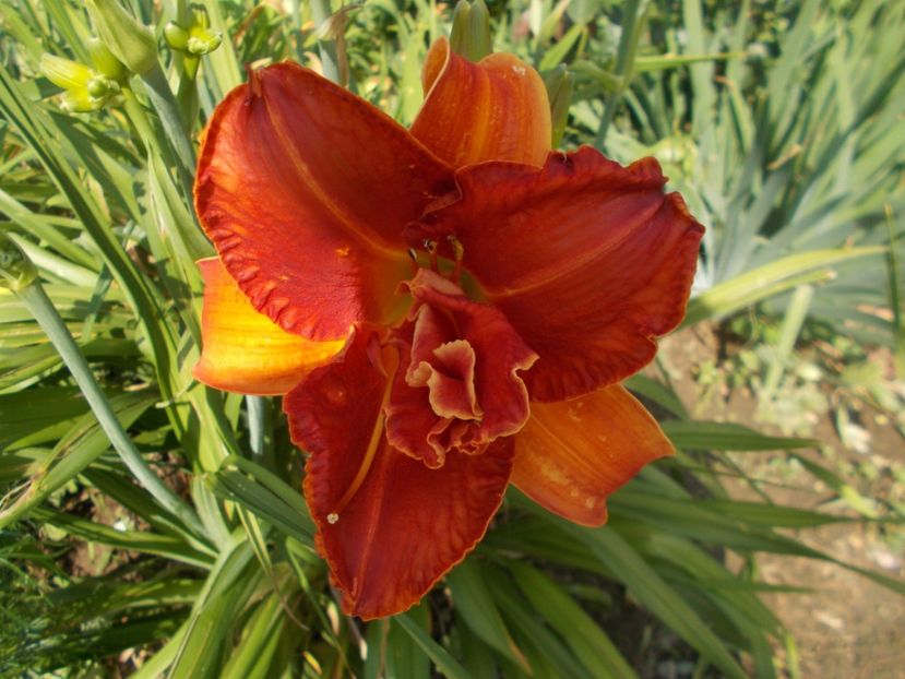 MOSES FIRE - Hemerocallis 2019