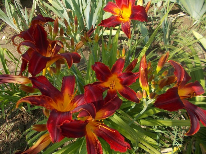 CAREY QUEEN - Hemerocallis 2019