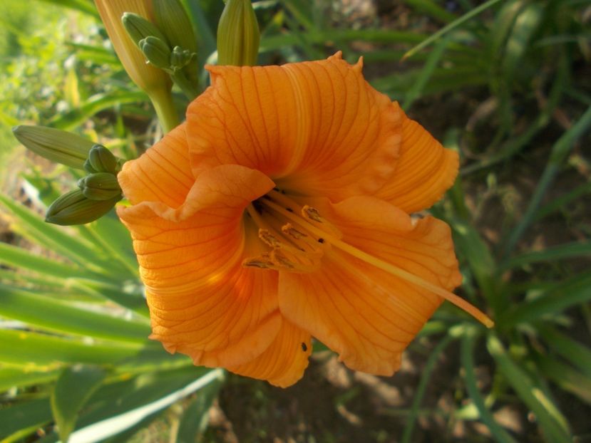 NABIS - Hemerocallis 2019