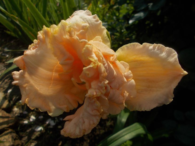 'Jacqueline Kennedy Onassis - Hemerocallis 2019