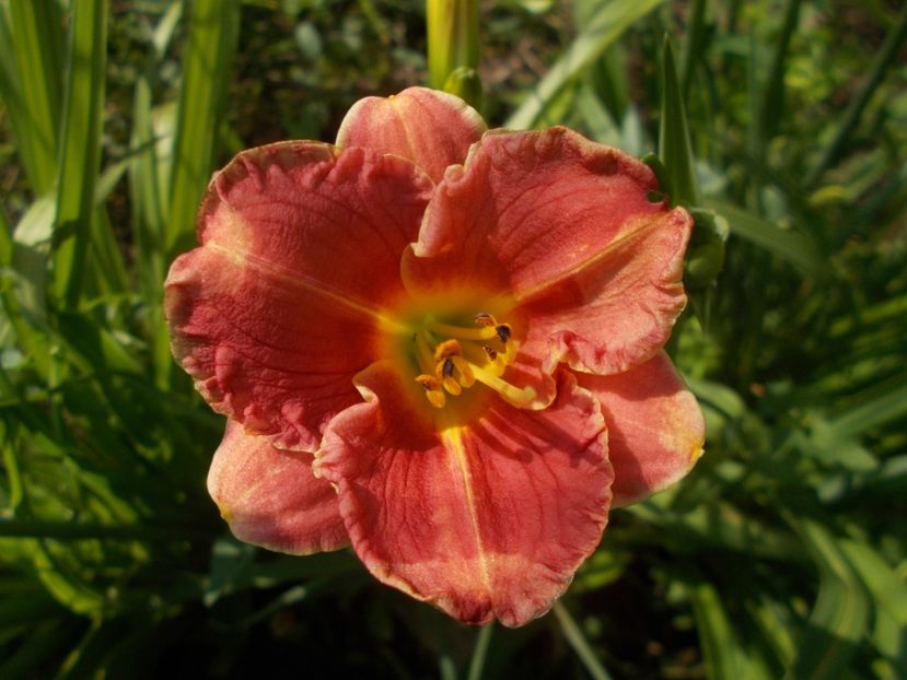 TWO TO TANGO - Hemerocallis 2019