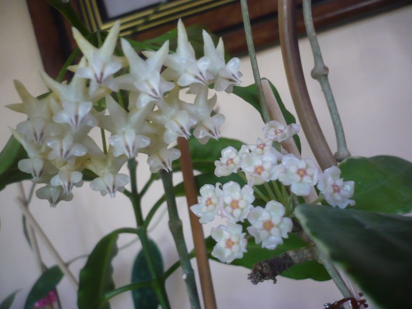 18.06.2019 - HOYA 2019