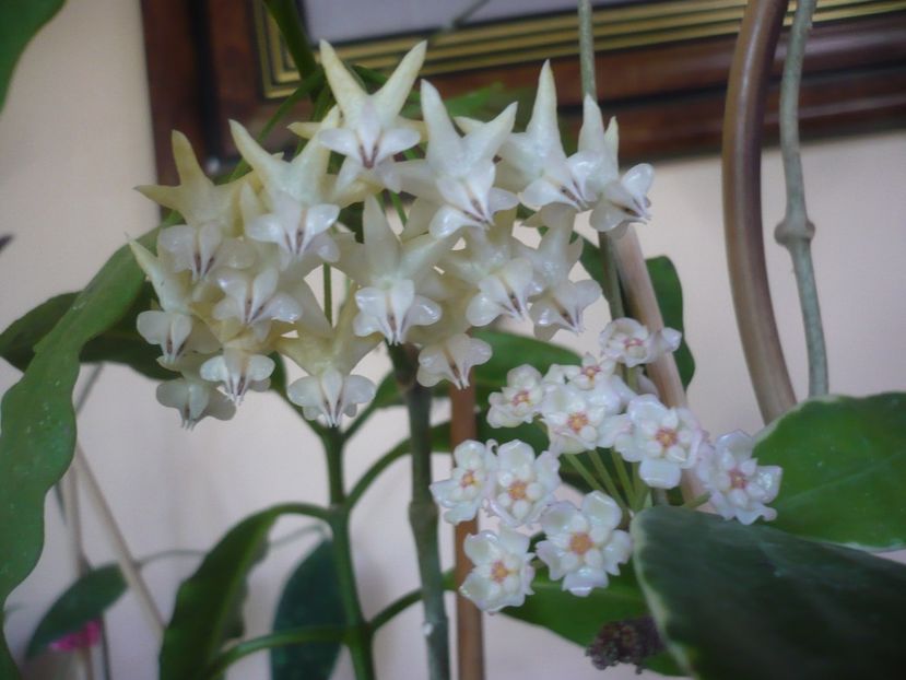 P1410969 - HOYA 2019