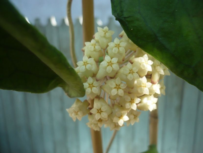 P1410971 - HOYA 2019