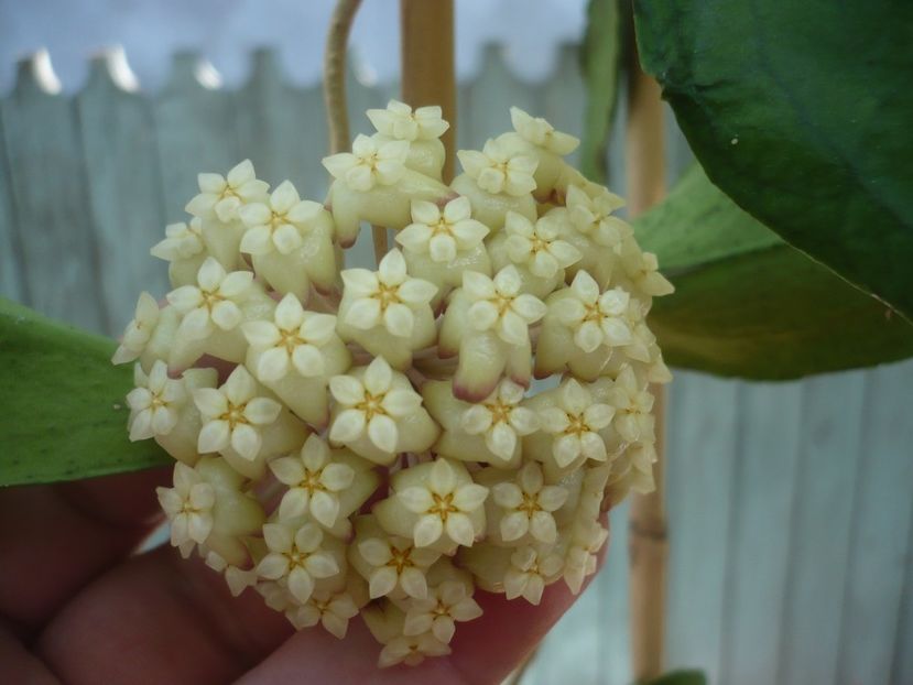 P1410973 - HOYA 2019
