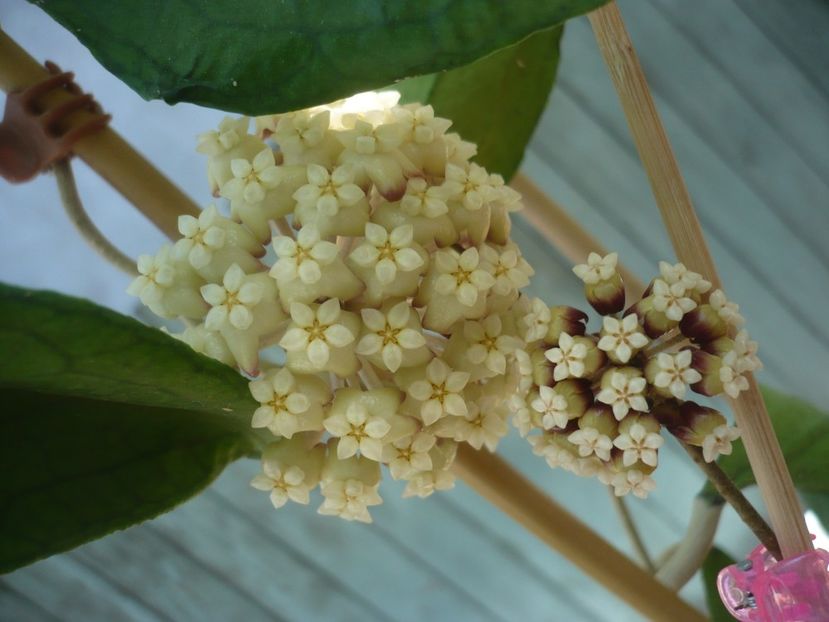 P1410976 - HOYA 2019