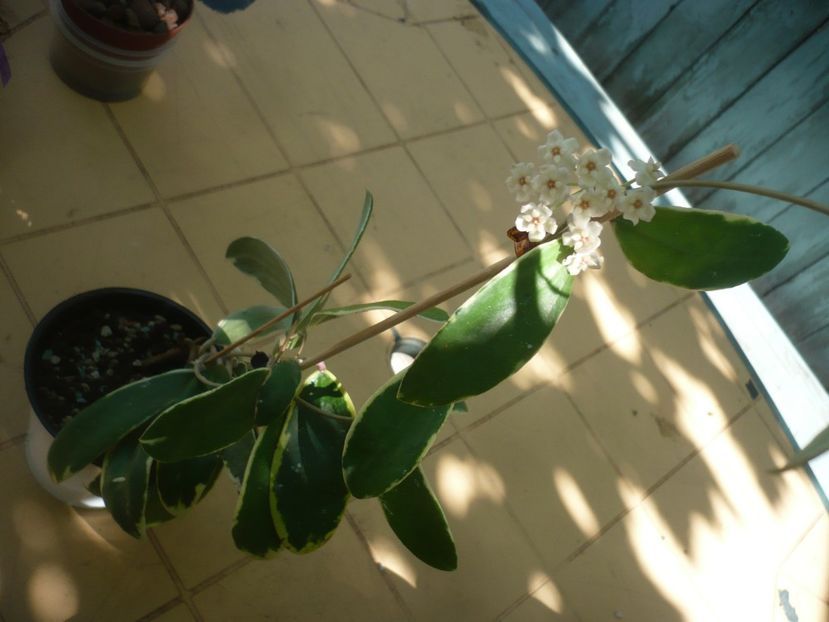 P1410977 - HOYA 2019