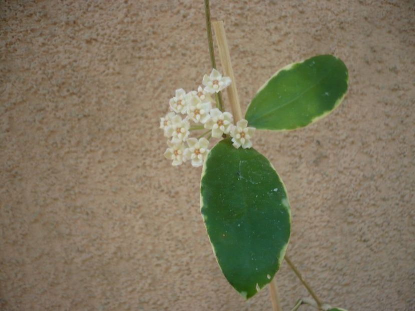 P1410979 - HOYA 2019