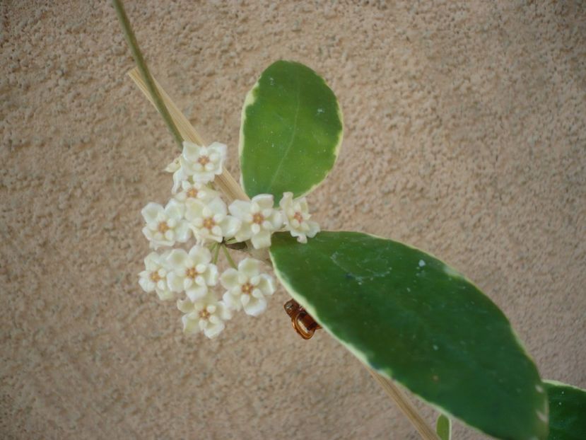 P1410980 - HOYA 2019