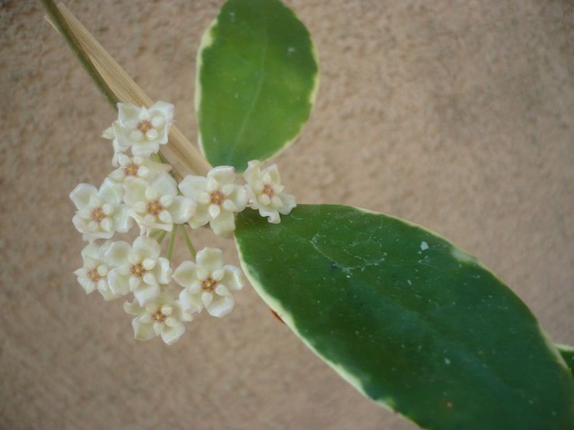 P1410981 - HOYA 2019