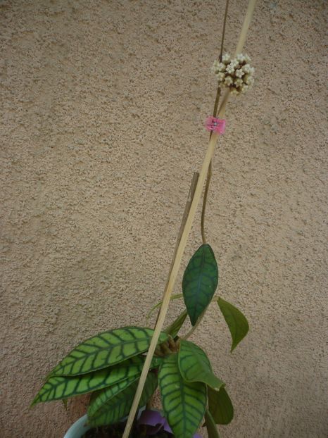 P1410982 - HOYA 2019