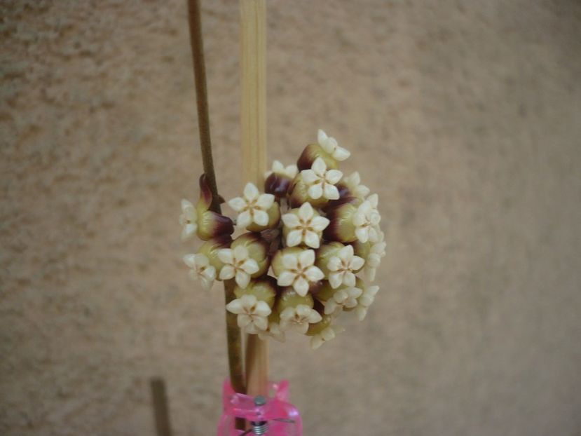 P1410985 - HOYA 2019