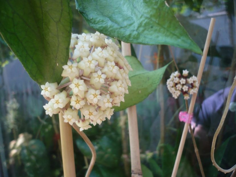 P1410986 - HOYA 2019