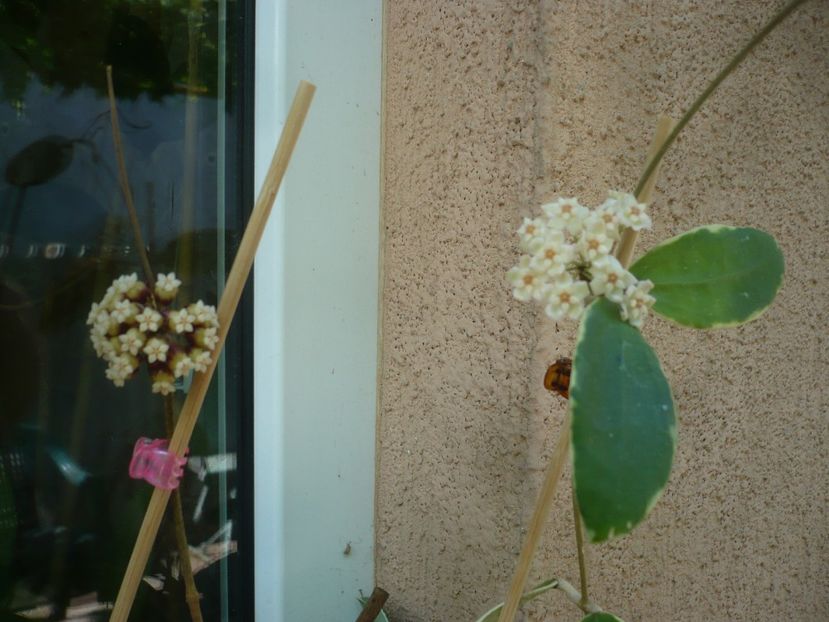 P1410988 - HOYA 2019