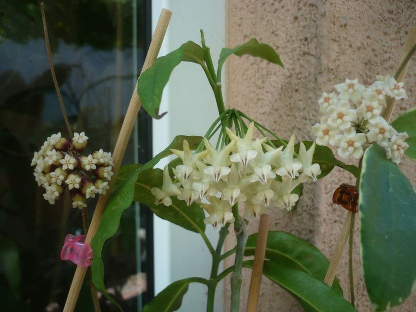 P1410989 - HOYA 2019