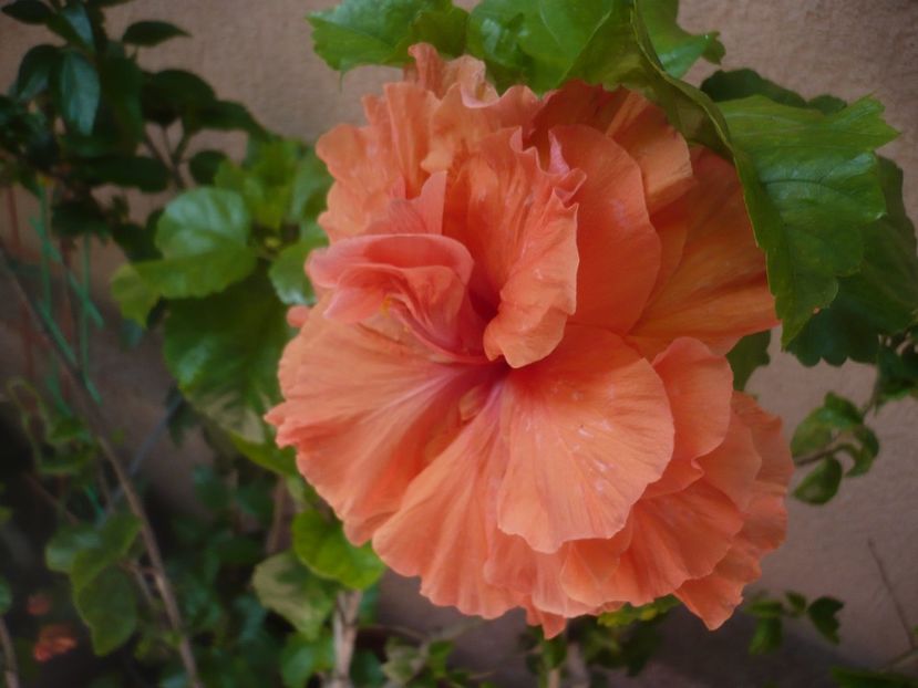 18.06.2019 - HIBISCUSI 2019-1