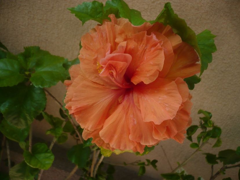 P1410993 - HIBISCUSI 2019-1