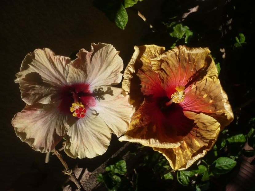 P1410994 - HIBISCUSI 2019-1