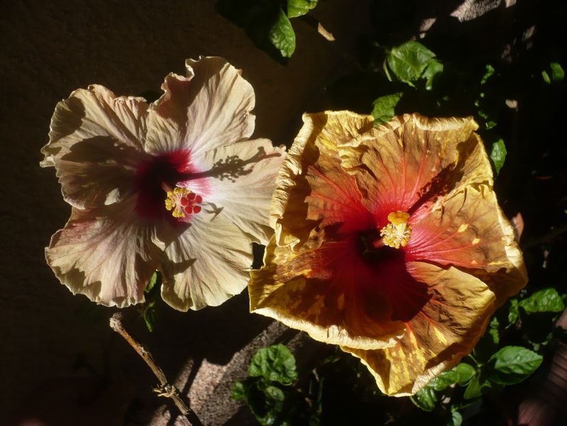 P1410995 - HIBISCUSI 2019-1