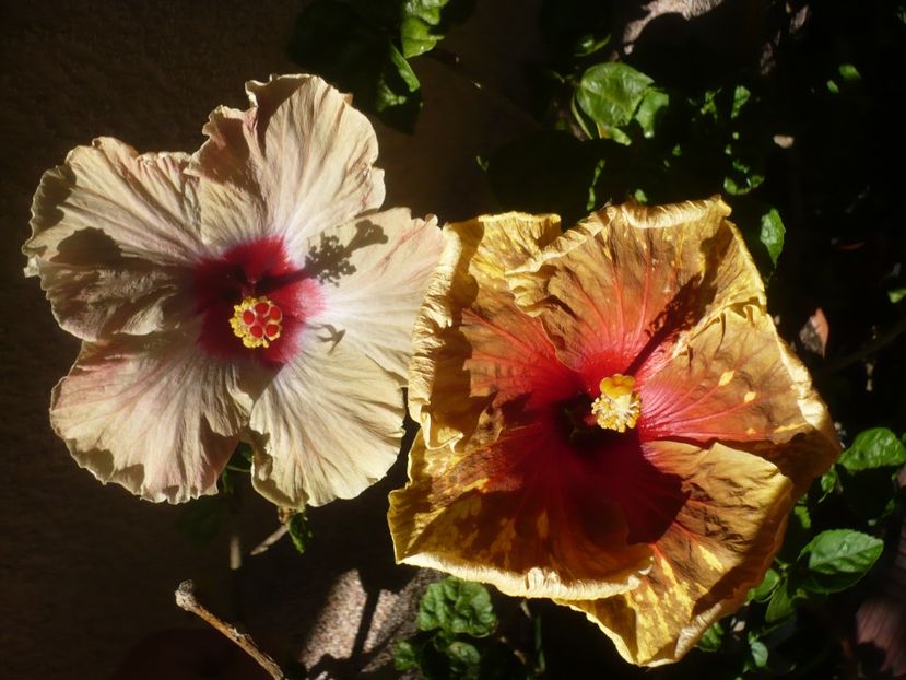 P1410996 - HIBISCUSI 2019-1