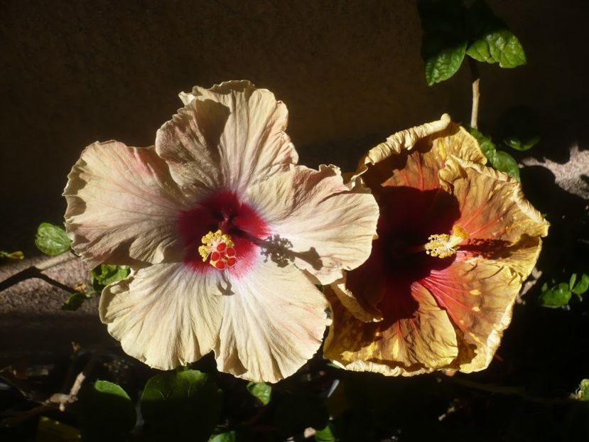 P1410997 - HIBISCUSI 2019-1