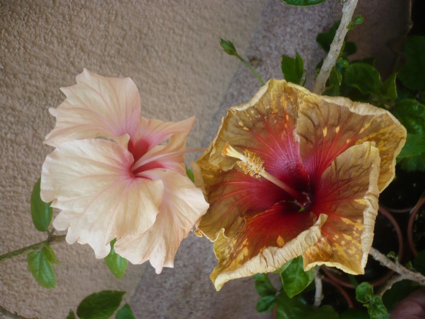 P1420001 - HIBISCUSI 2019-1