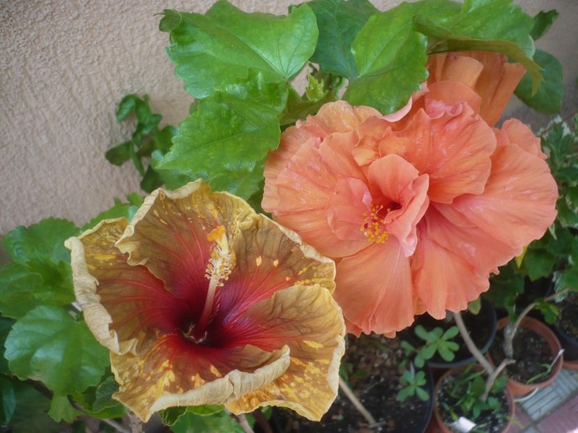 P1420002 - HIBISCUSI 2019-1