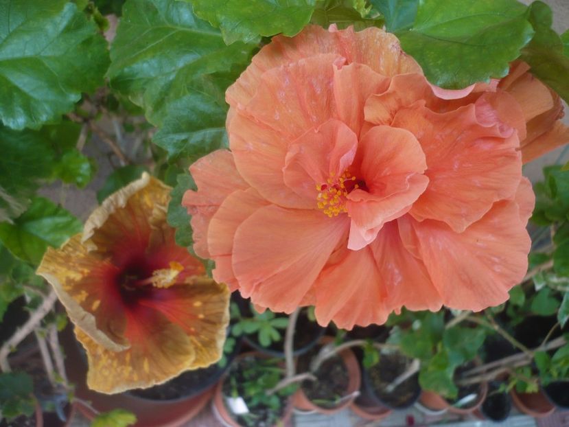 P1420003 - HIBISCUSI 2019-1