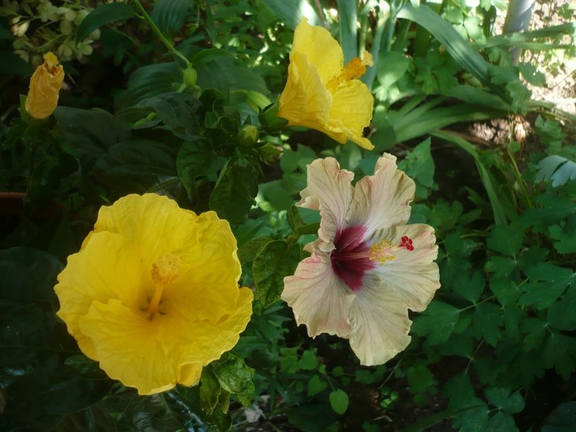 P1420004 - HIBISCUSI 2019-1