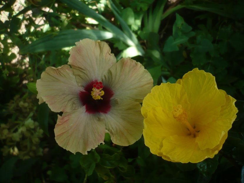 P1420005 - HIBISCUSI 2019-1