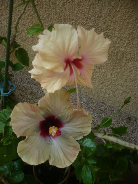 P1420007 - HIBISCUSI 2019-1