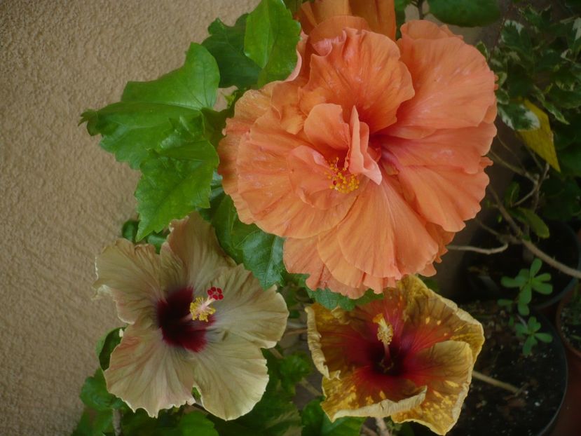 P1420008 - HIBISCUSI 2019-1