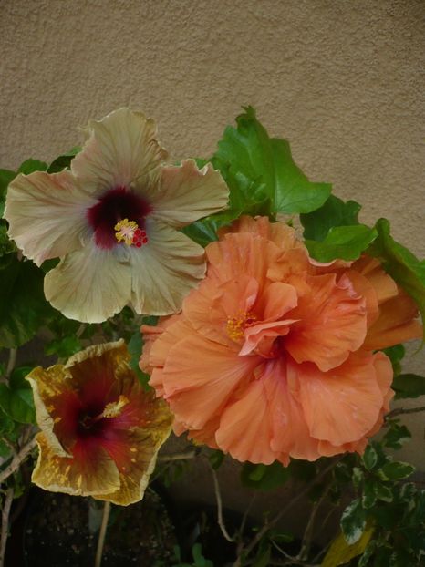 P1420010 - HIBISCUSI 2019-1