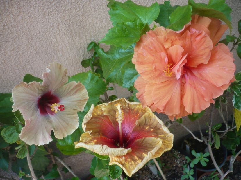 P1420012 - HIBISCUSI 2019-1