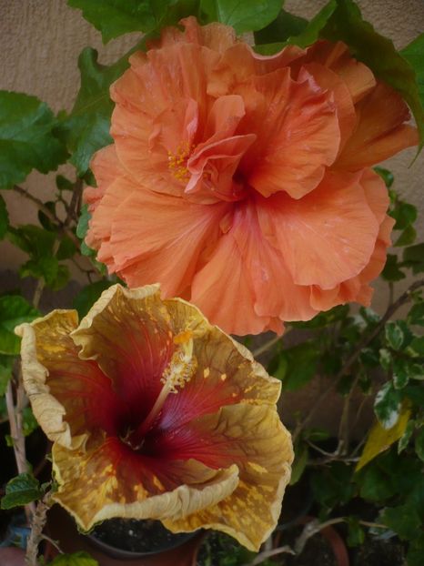 P1420013 - HIBISCUSI 2019-1