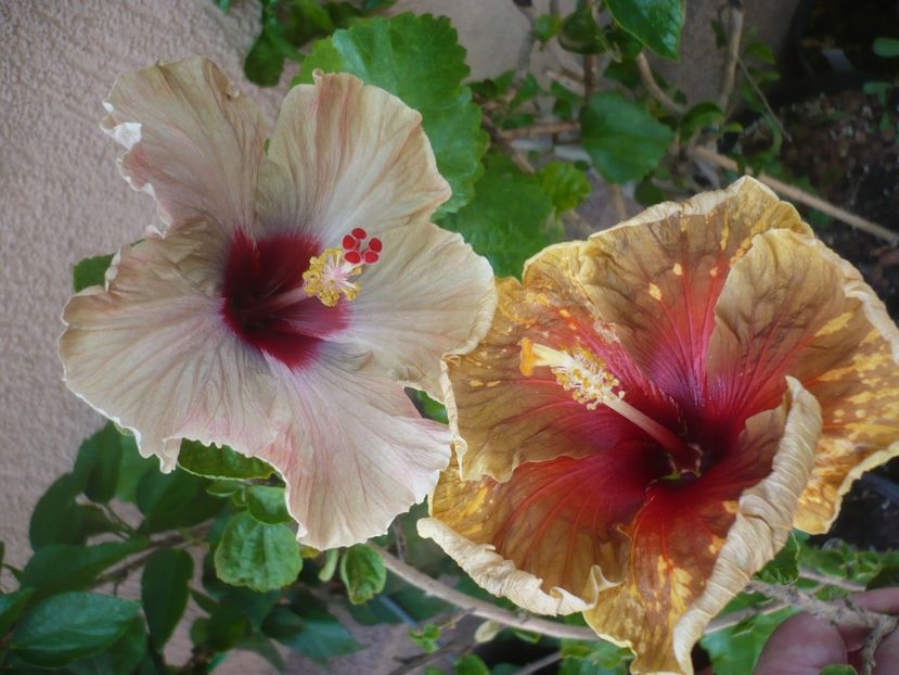 P1420014 - HIBISCUSI 2019-1