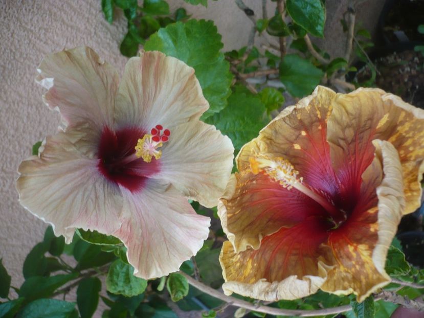 P1420015 - HIBISCUSI 2019-1