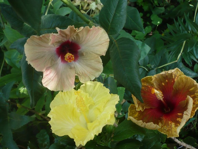 P1420016 - HIBISCUSI 2019-1