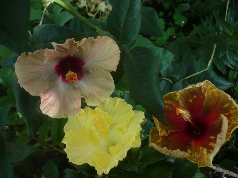 P1420017 - HIBISCUSI 2019-1