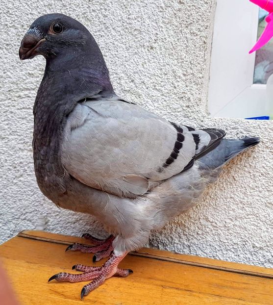 IMG-20190618-WA0008 - Pui 2019