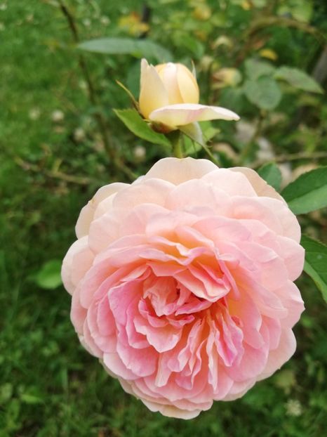  - Abraham Darby